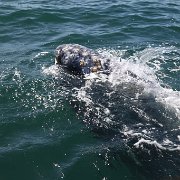 IMG 0001 2 (255)